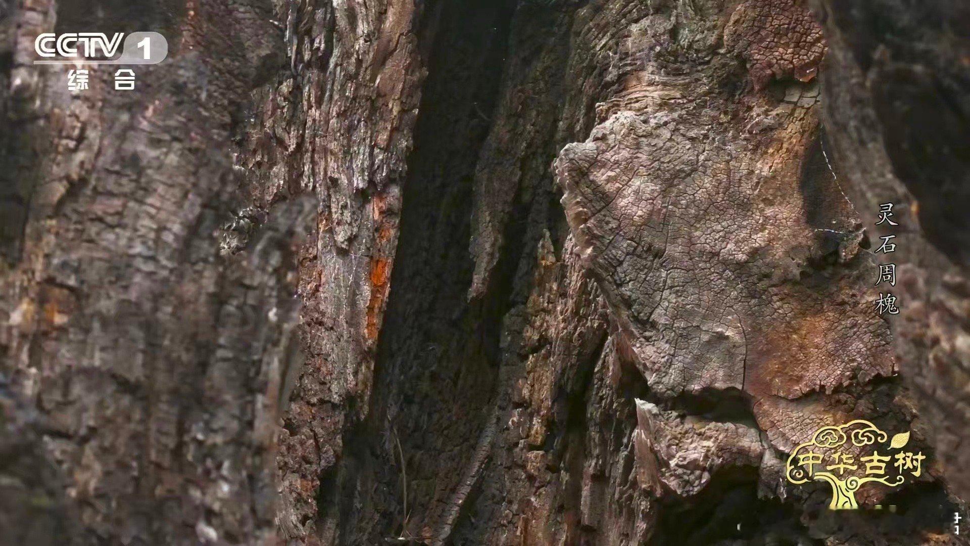 古树洞庇护了抗日战士被日寇焚烧的古树如今守着102名烈士 古槐树洞曾藏过抗战文件