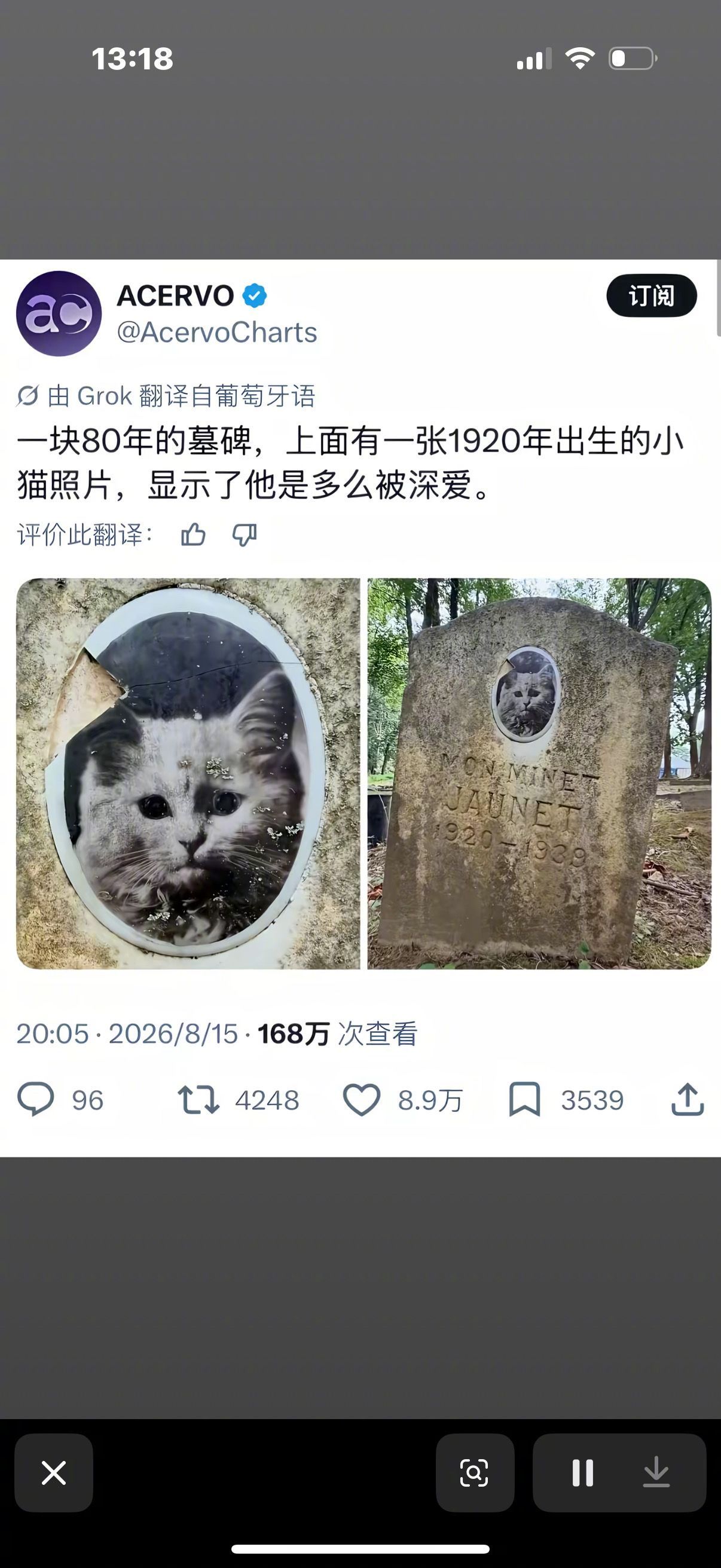 真是一只有福气的猫猫！ 