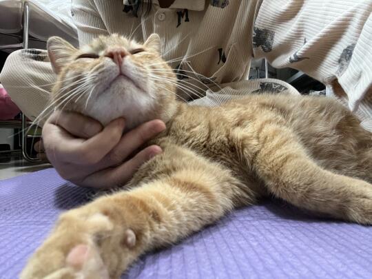 跑掉的自由小猫还会再回来吗？