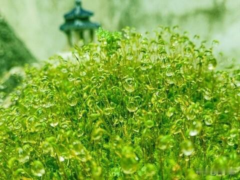 拾灵记｜原来人间最戳心的温柔，都藏在沉默里🌿

别总追着耀眼的光跑，你看那阶前