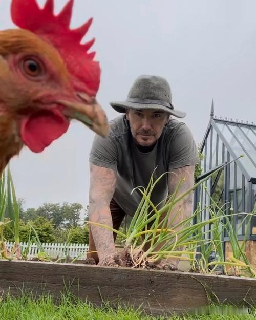贝克汉姆豪宅里养鸡种菜，开启田园新生活

近日，贝克汉姆在社交平台分享田园日常，