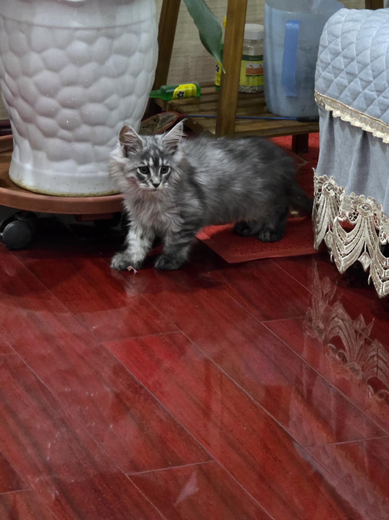 分享随手拍的美照新买的缅因，纯不纯？贵气缅因猫 米色缅因猫