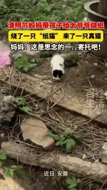 科学解释不清了！安徽，13岁男孩给去世的太爷爷烧纸，特意烧了一只纸猫，怕老人在那