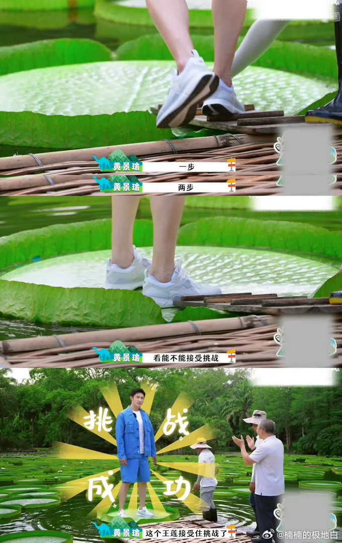 黄景瑜把压力给到王莲王📸蓝衬衫黄景瑜打卡版纳王莲池，高大身形踩在浮叶上不晃不沉