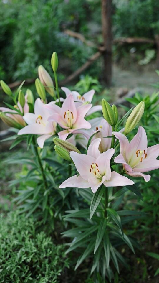 百合花·钻石派对