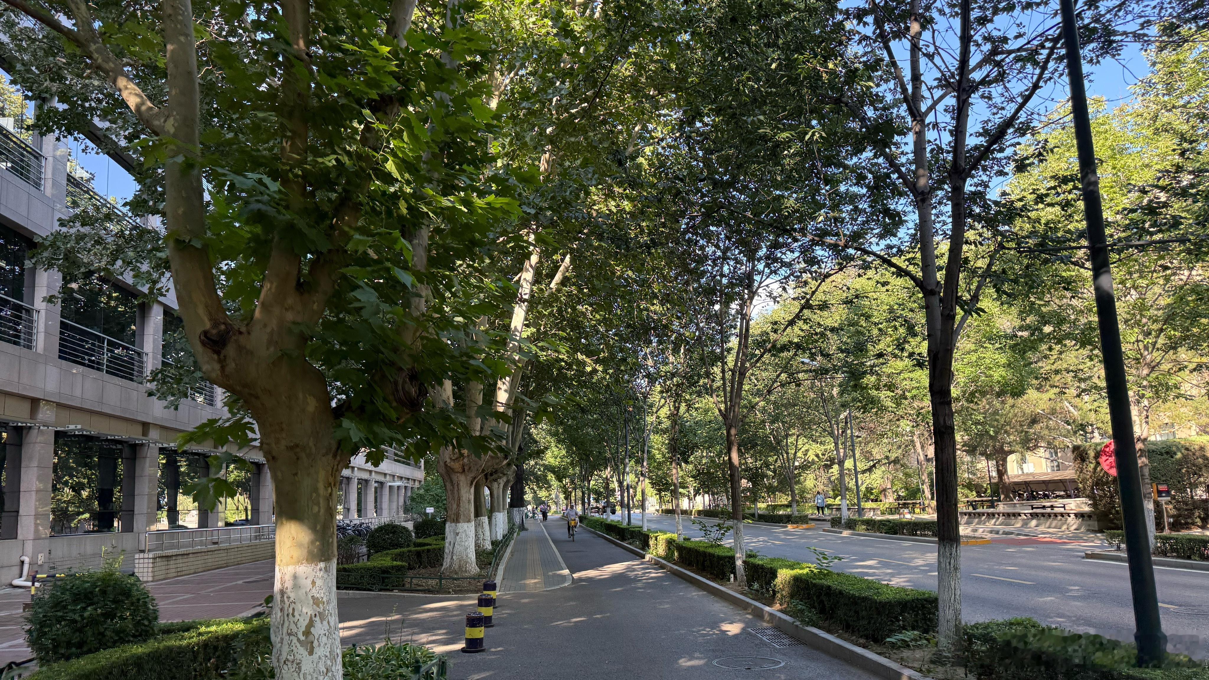 清华大学，水木掩映。  ​​​
