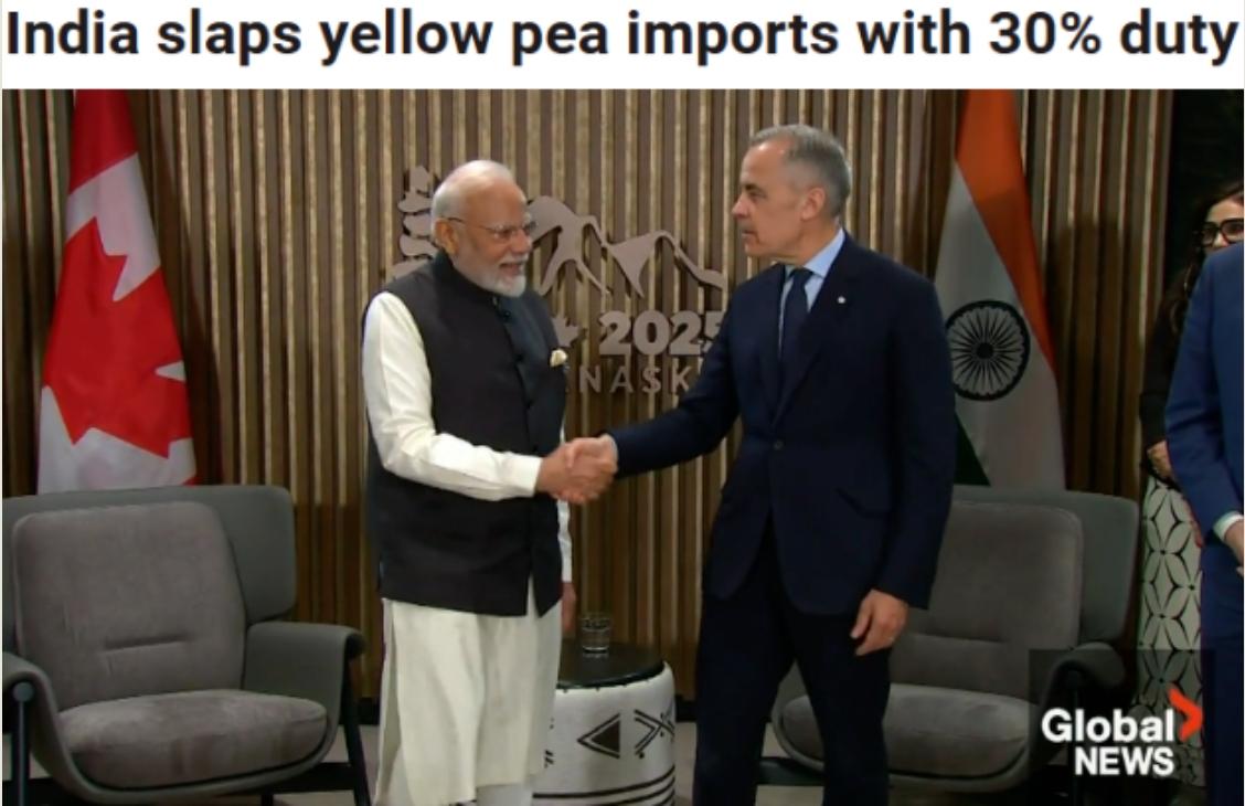 加拿大农民雪上加霜：印度宣布对加拿大豌豆加征30%关税

印度宣布自11月1日起