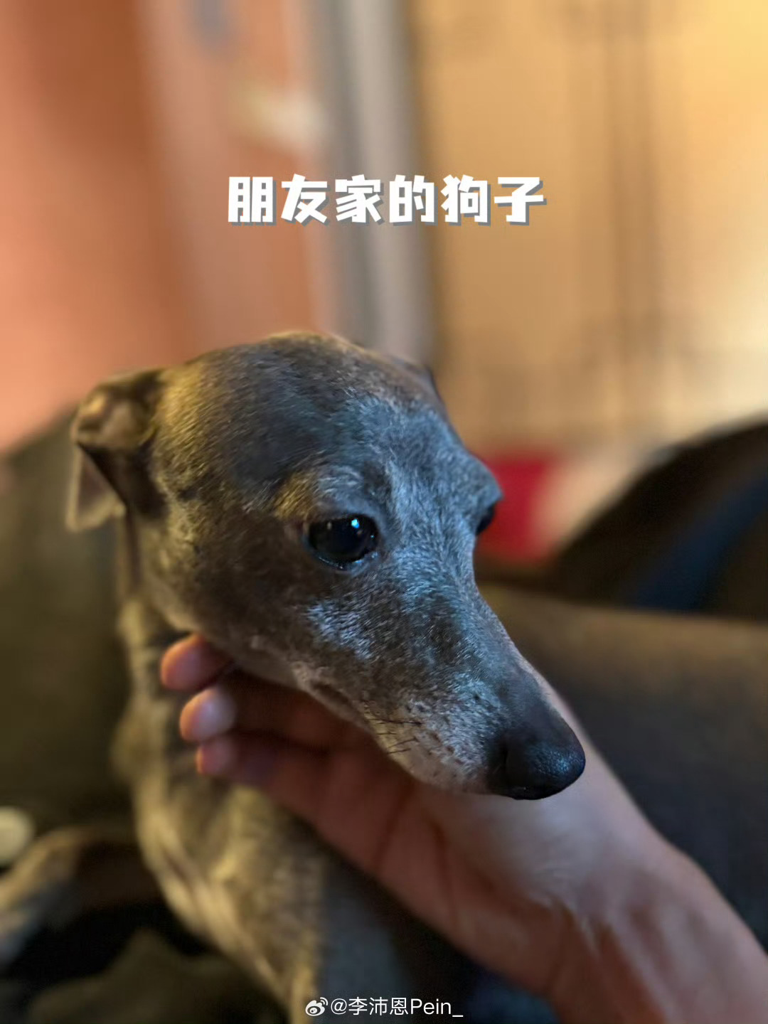 狗主人小气碰都不让碰的，李沛恩为什么要自讨没趣碰别人的狗啊？而且李沛恩有自己的狗
