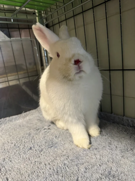 🐰🐰又打架了，我最近已经很心力交瘁了