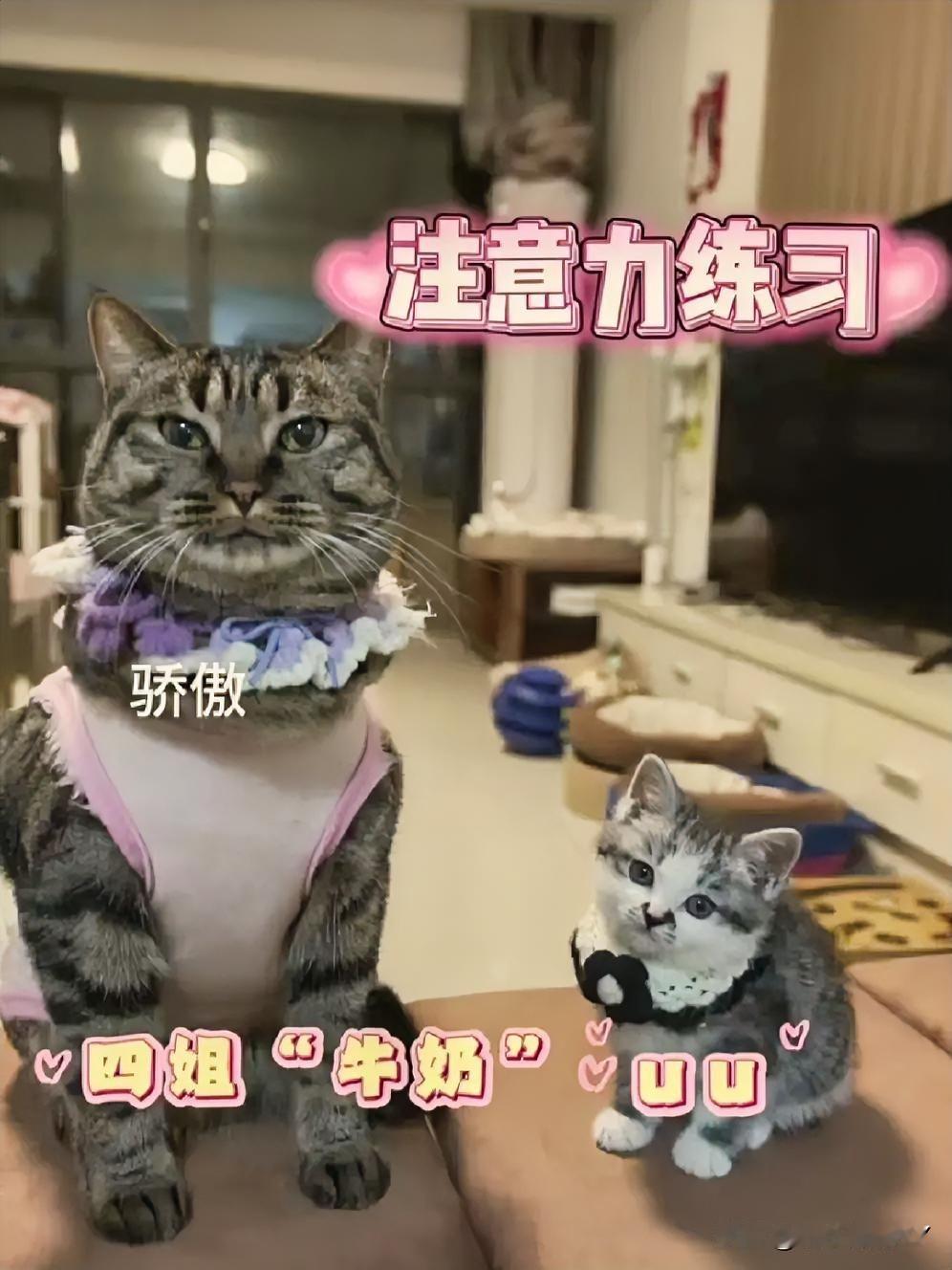 养猫人的日常：一只叫“牛奶”的大猫和一只叫“uu”的小猫，进行注意力练习。

在