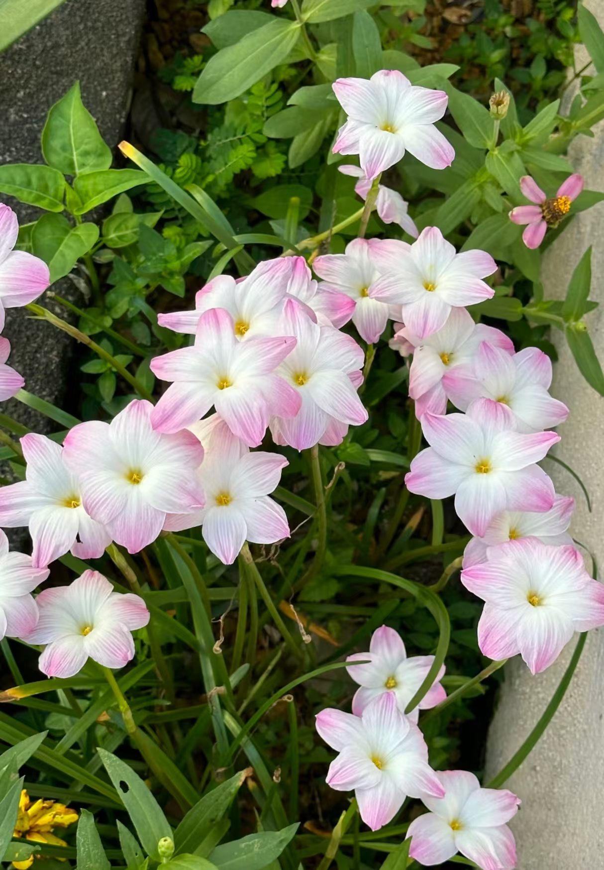 特漂亮的花