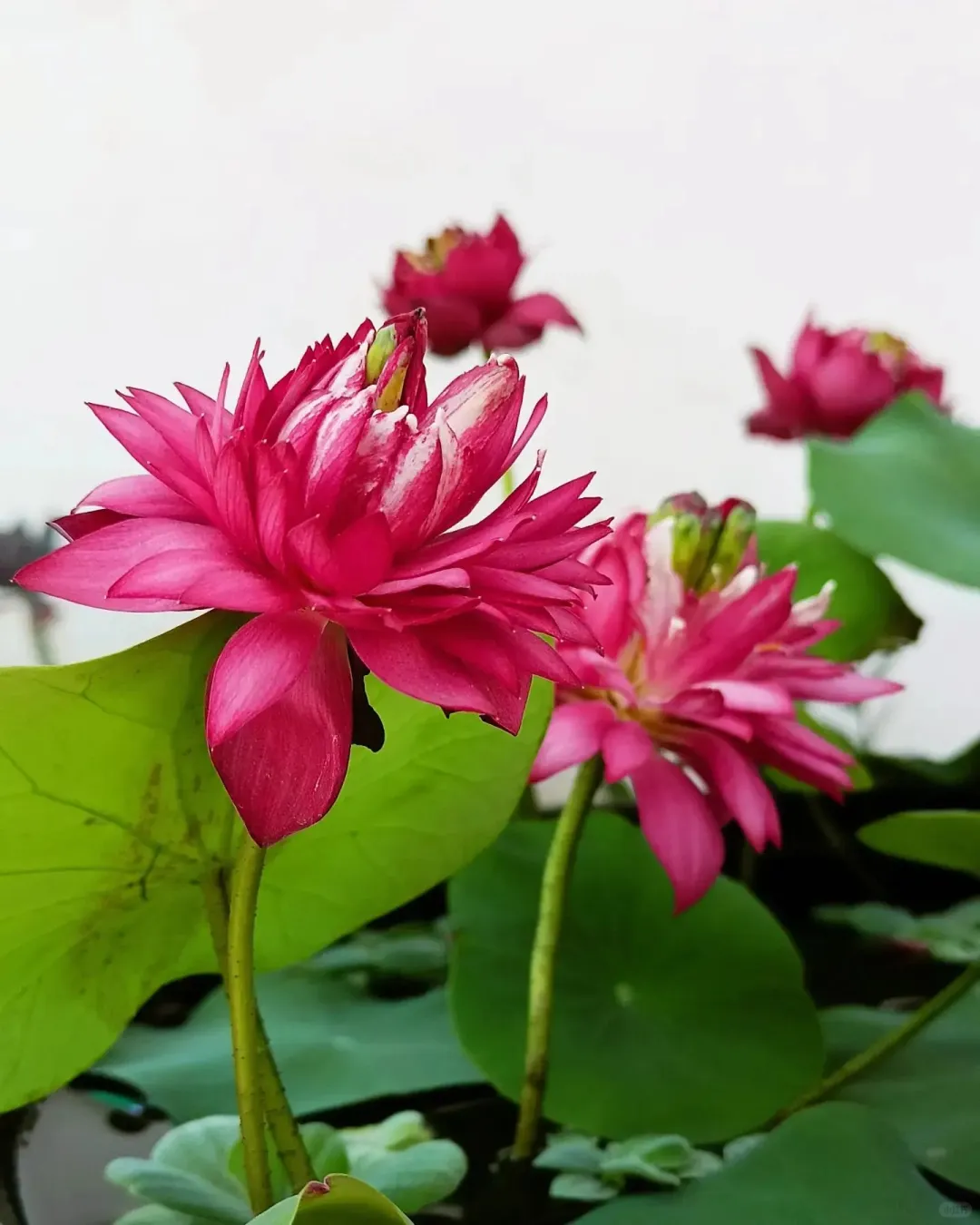 夏日微风好运莲莲