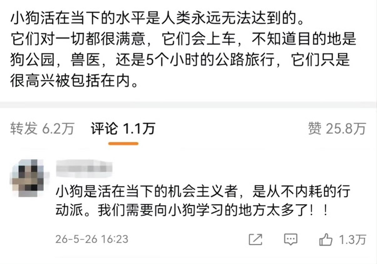 需要向小狗学习的地方太多了 