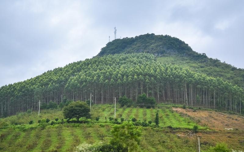 都说桉树有毒，为什么还四处都种有