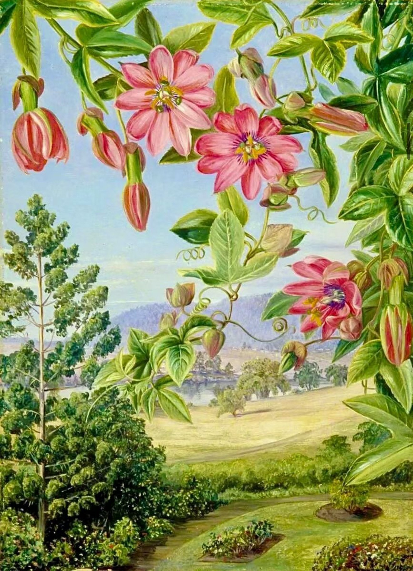 Marianne North ​​​