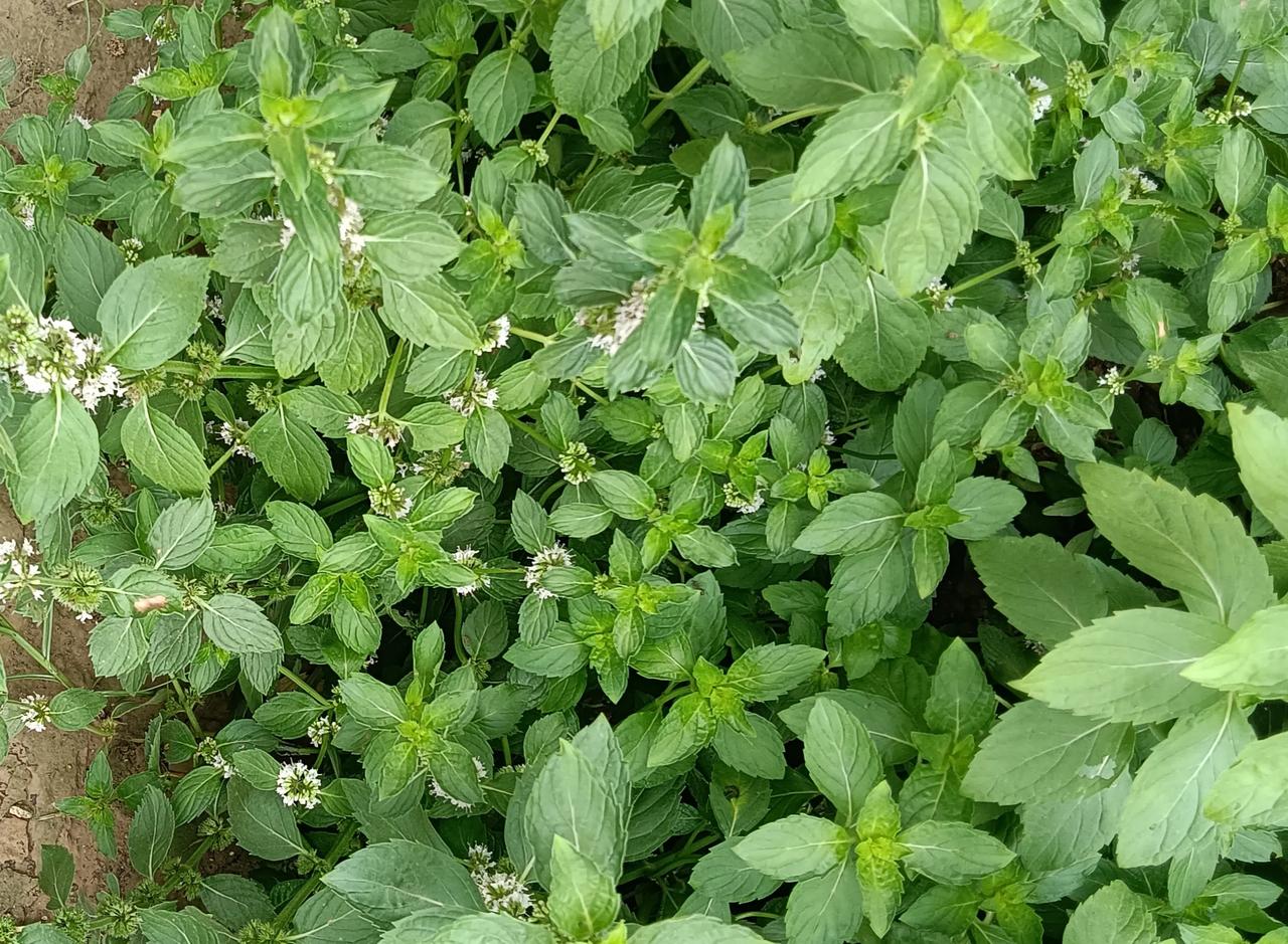 #夏日生活打卡季#雨后的薄荷，郁郁葱葱！
