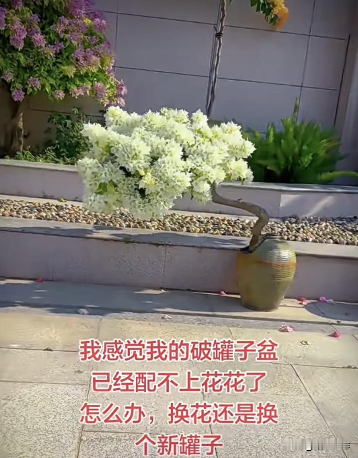 我感觉我的破罐子盆，
已经配不上花花了！
怎么办，换花还是换个新罐子⁉️
换个什
