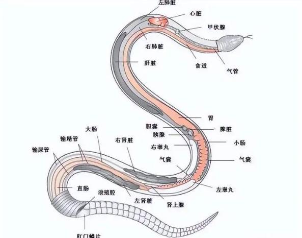 打蛇不打头！很多人都不懂，野外遇到蛇千万别打头，这有可能会让自己陷入陷阱，其实蛇