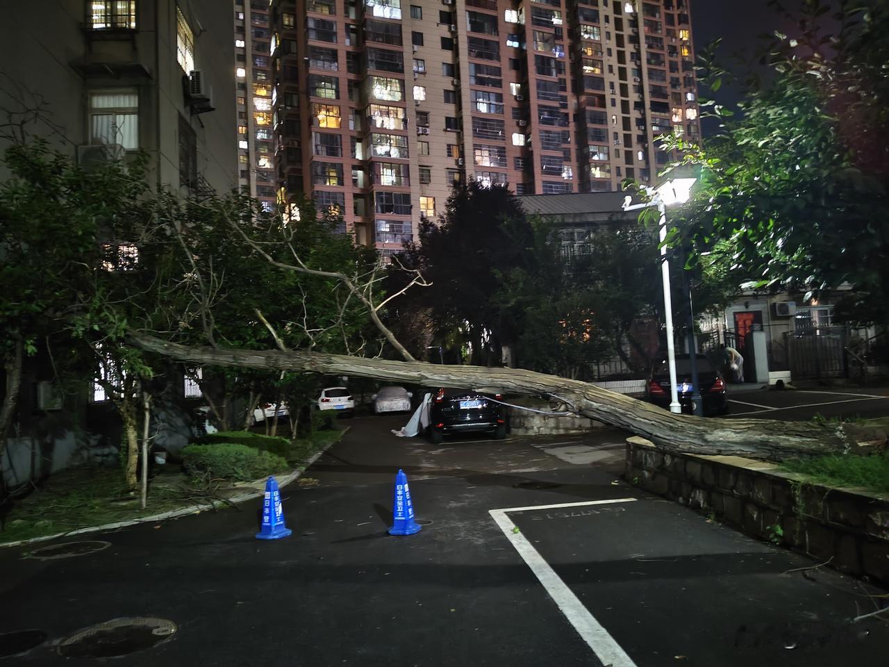 昨天下午我们这儿狂风暴雨，威力远胜于巴威，我家楼下的一棵歪脖子树被刮断了。

晚
