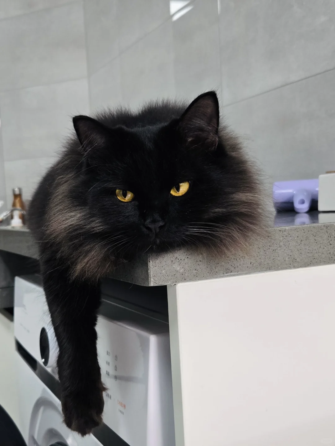 大长腿小猫咪馗馗