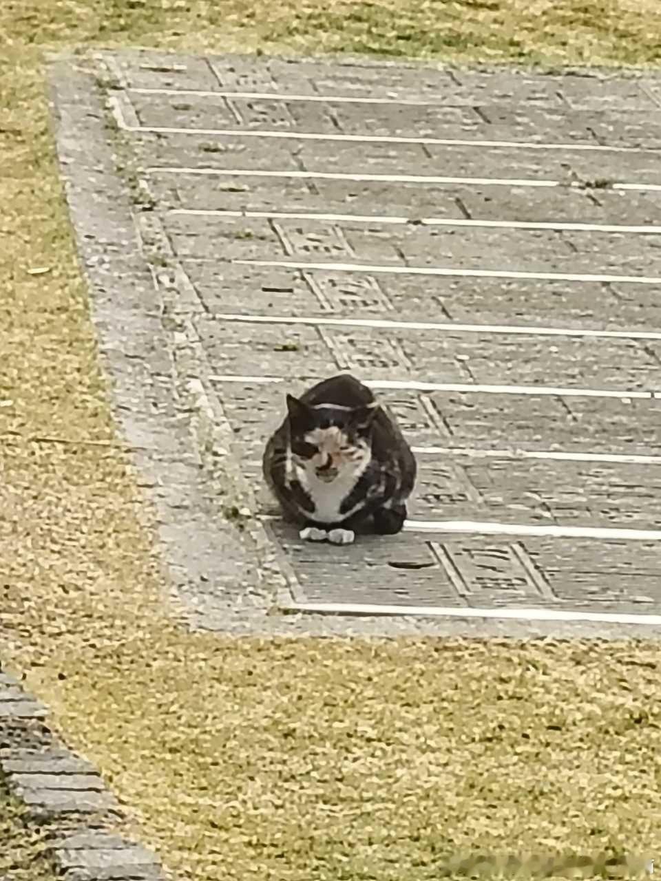 49425【丑猫】到底是什么生物 