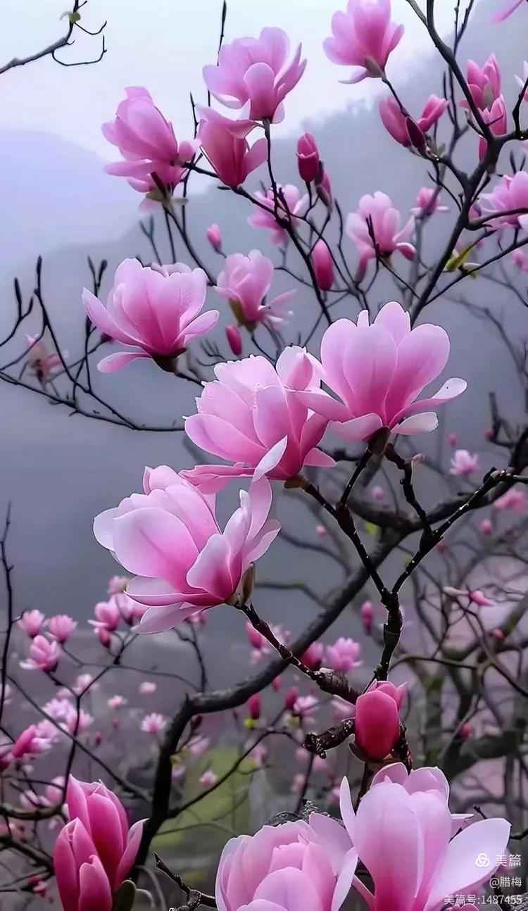 下联：水碧连天画意浓

赏析：此联以“水碧”对“花香”，以“连天”承“遍野”，由