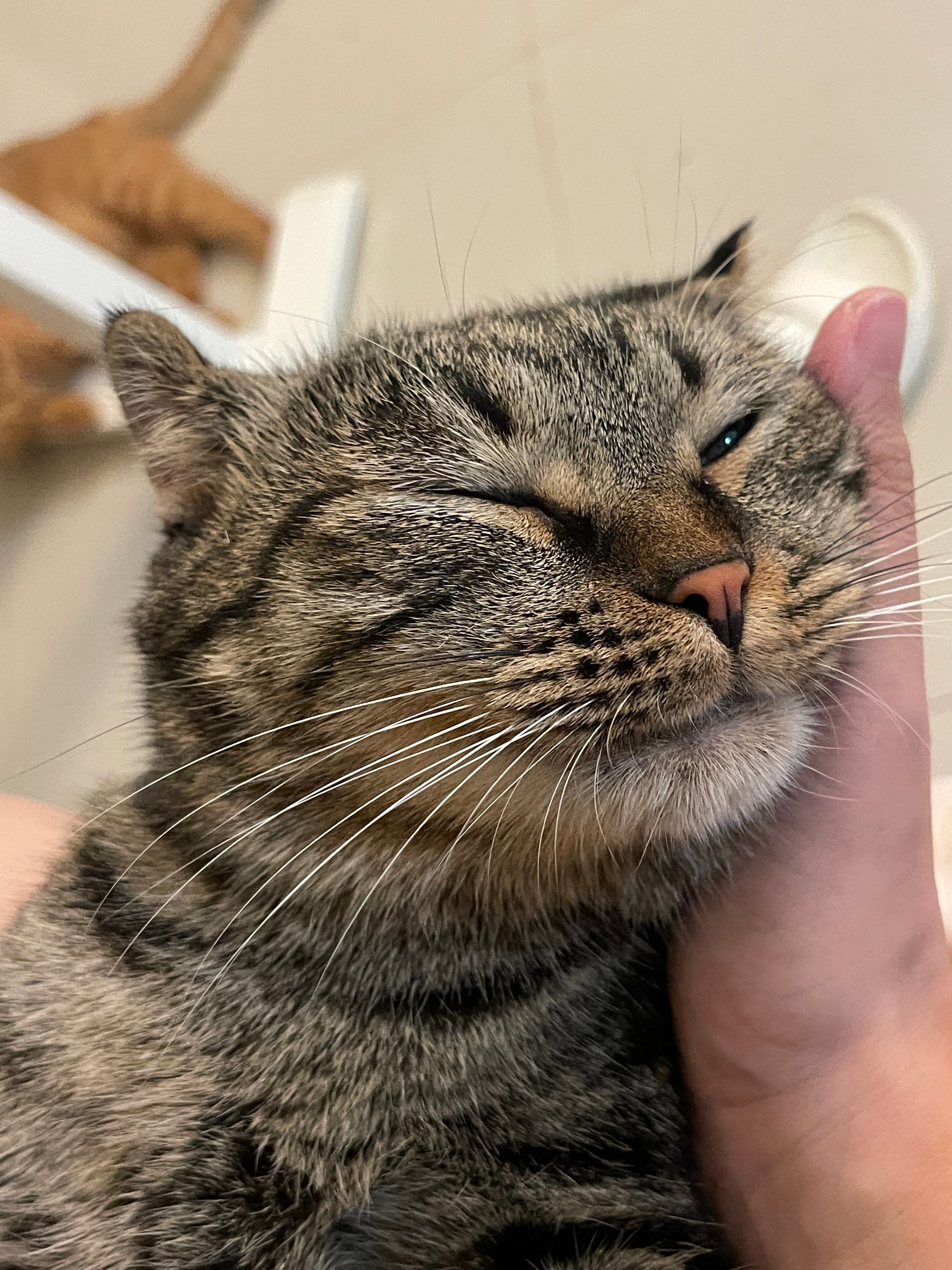 一开始很多粉丝都以为豚豚是豚骨拉面那个猪的豚 其实不是的 是海豚的豚 没想到吧？
