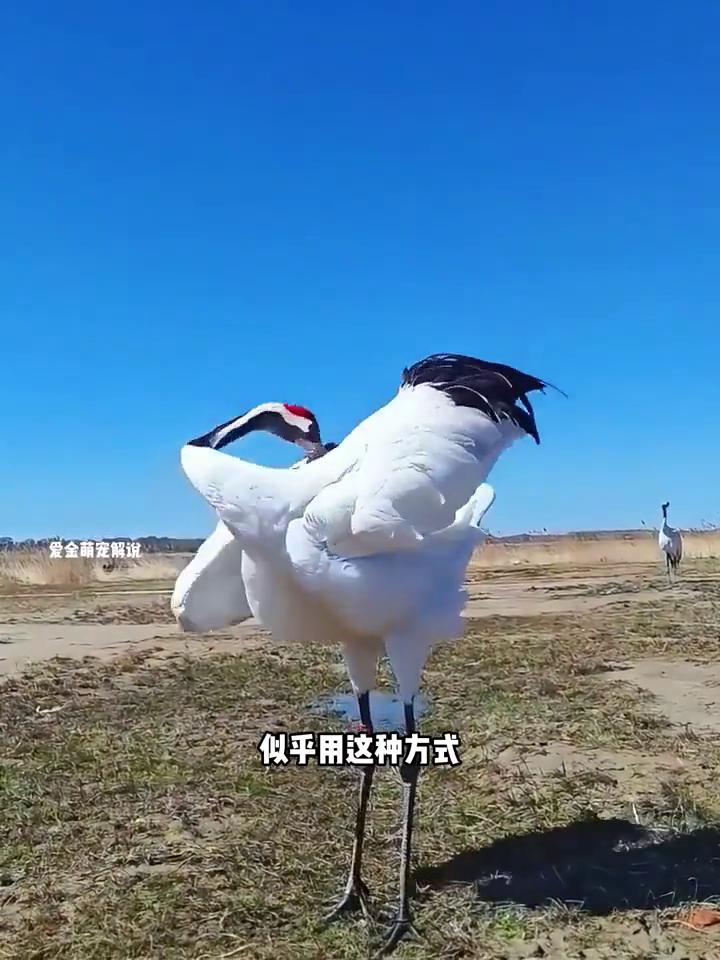 这是小哥用镜头记录的真实一幕。一位小哥在湖边钓鱼时，突然发现一只仙鹤正在大口大口