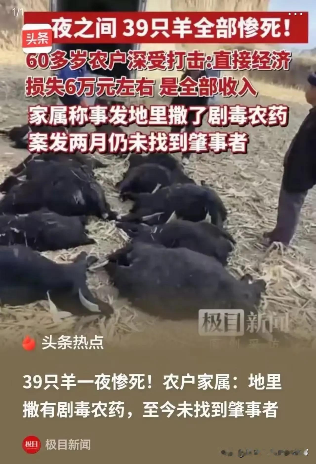 这是一起发生在山西霍州的“投毒致39只羊死亡”事件，核心事实清晰、法律与情理交织