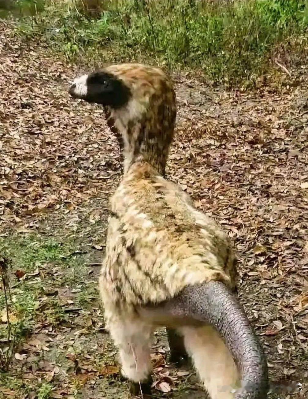 上山捡板栗看到的，这是什么怪物？ 