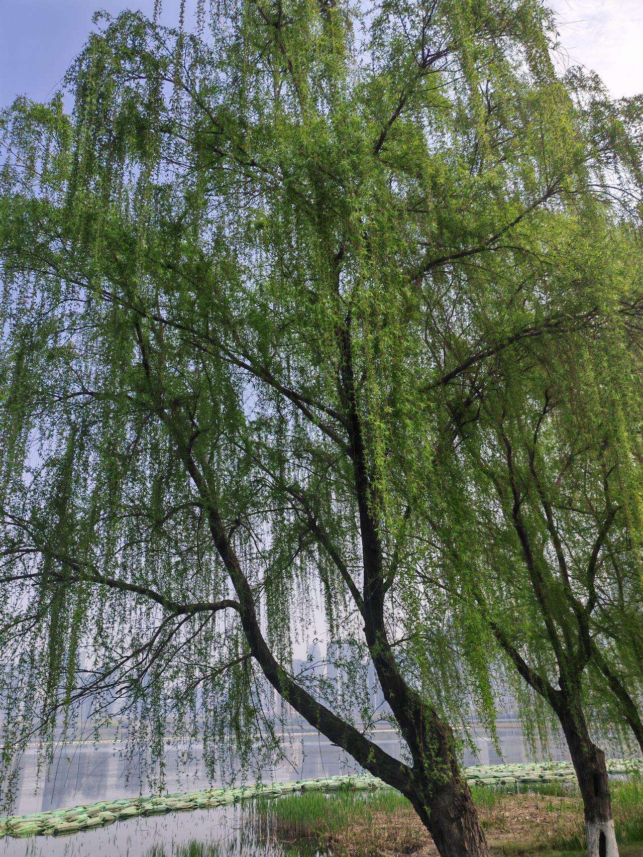 晒图笔记大赛沙湖公园里的垂柳，碧玉妆成一树高，万条垂下绿丝绦。不知细叶谁裁出，二