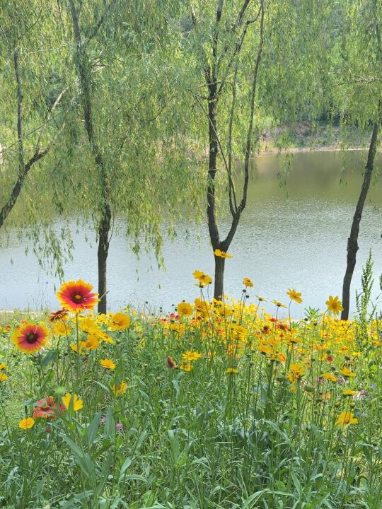 青岛⛰️现实版的莫奈花园🌸🌼🌿💐