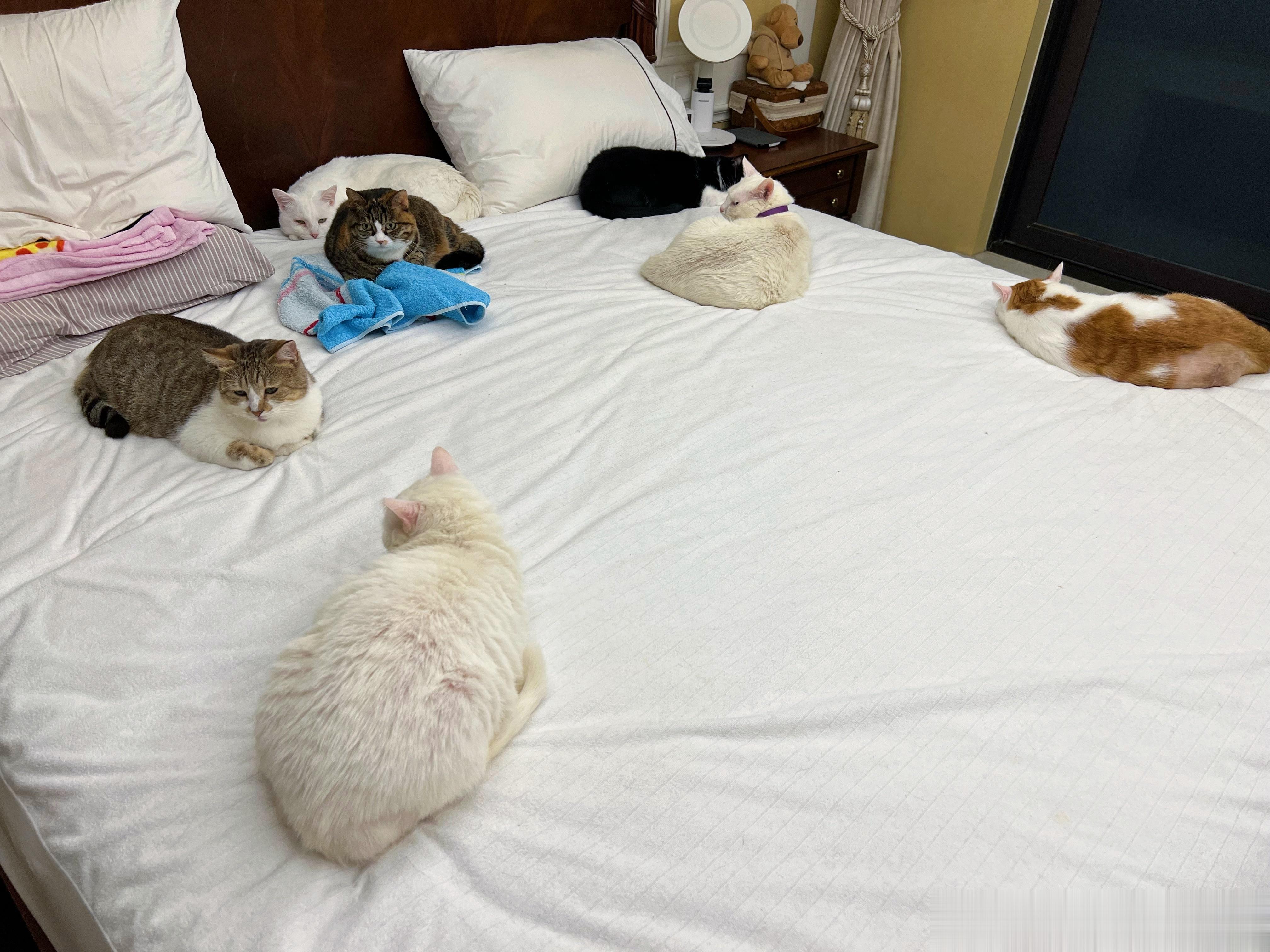 看咱这陪床小猫咪的阵仗，数量质量赶超老铁！ ​​​