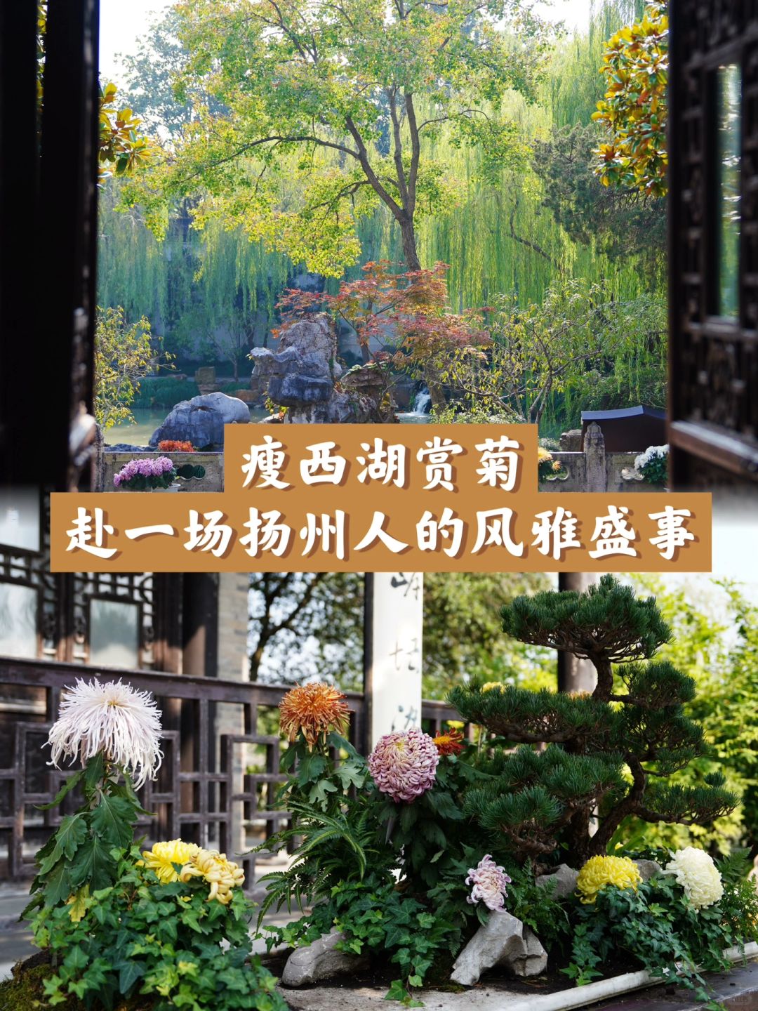 瘦西湖赏菊，赴一场扬州人的风雅盛事
