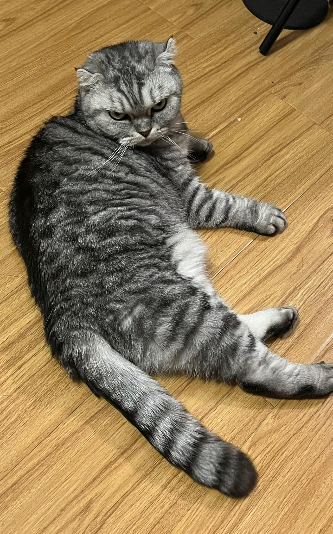 分享你家的可爱小猫咪