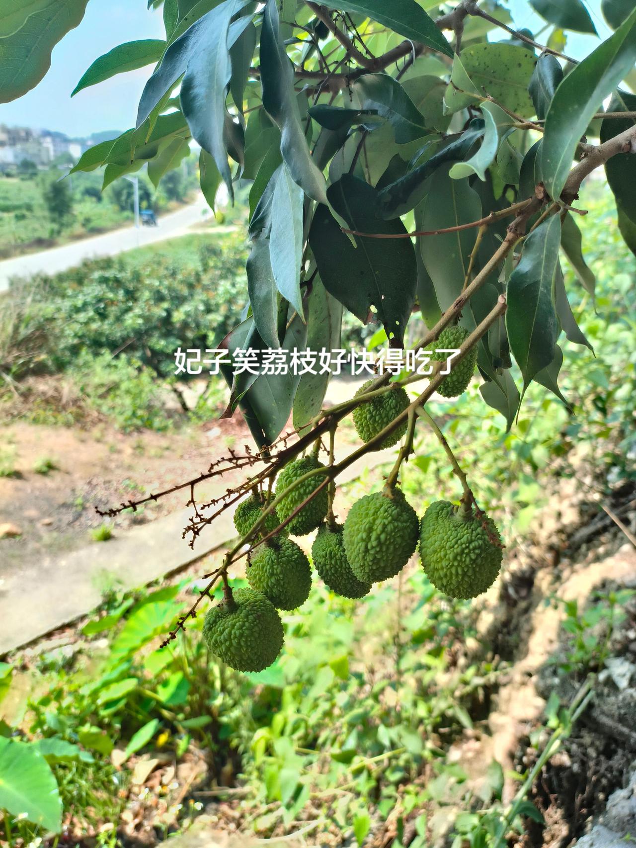 妃子笑荔枝好快得吃了
农村生活妃子笑荔枝 种草计划