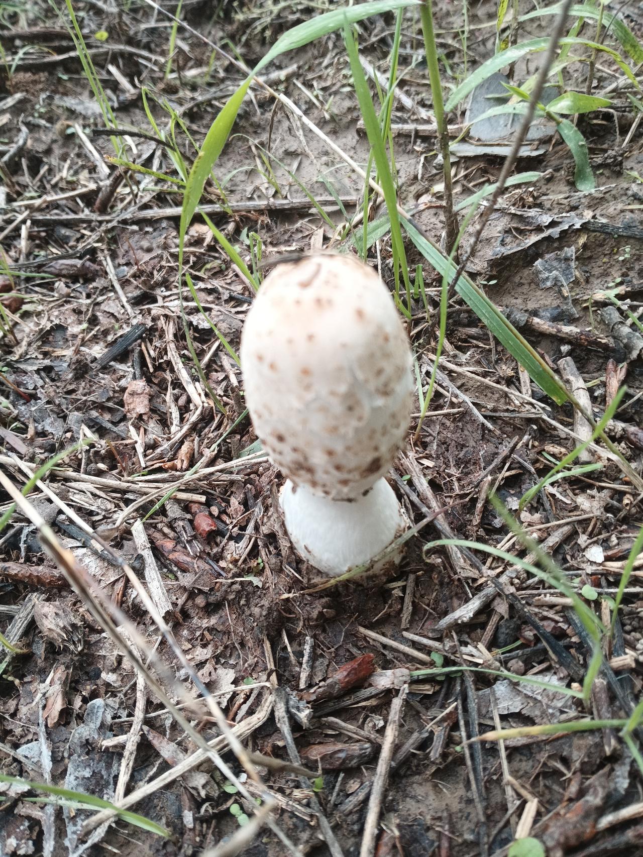 这是什么菌？能食用吗？