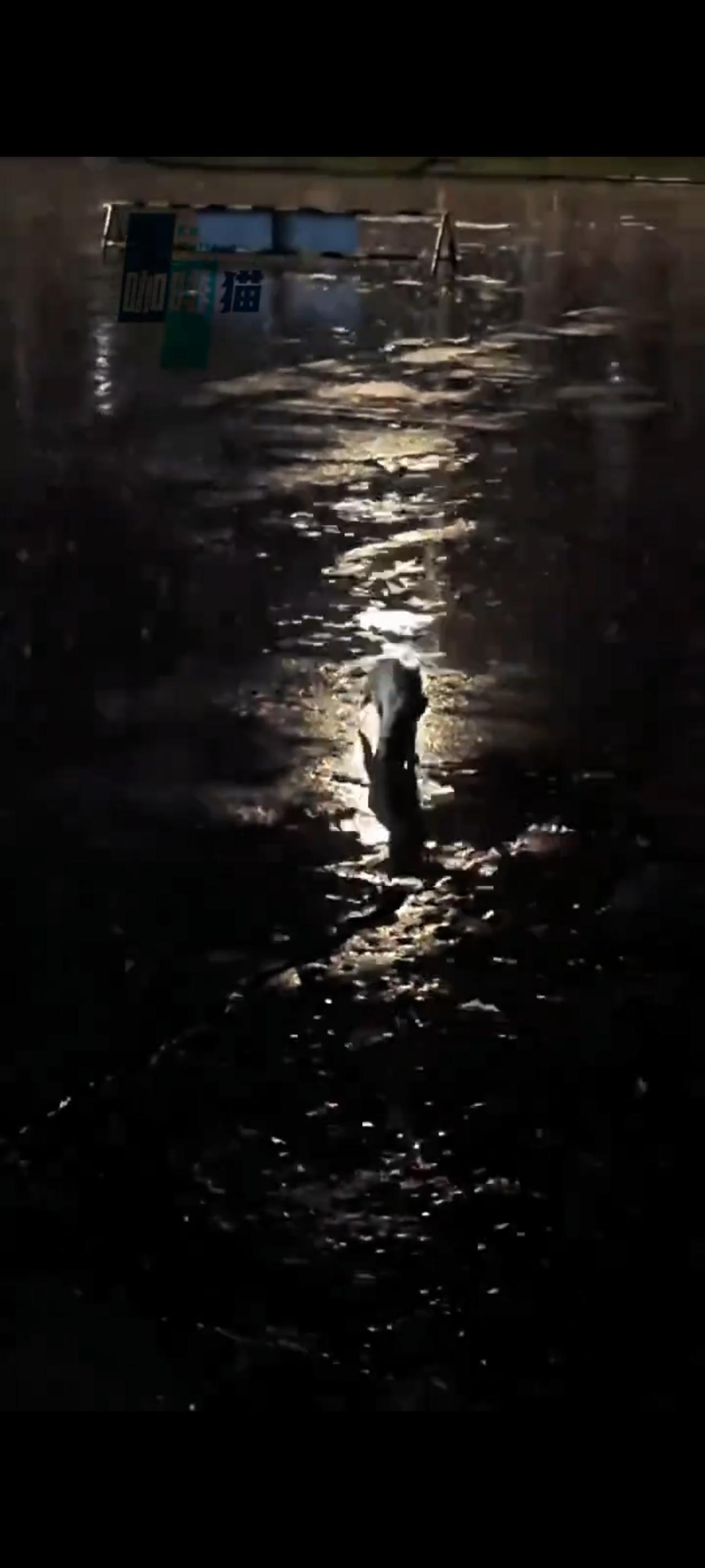 在一个倾盆大雨的夜晚，一只母猫突然叼着一只小猫冲入到了一户人家的门店里面！

不