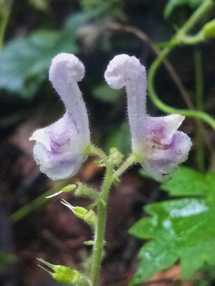 把鲜花种进生活，日子便会长出希望。 