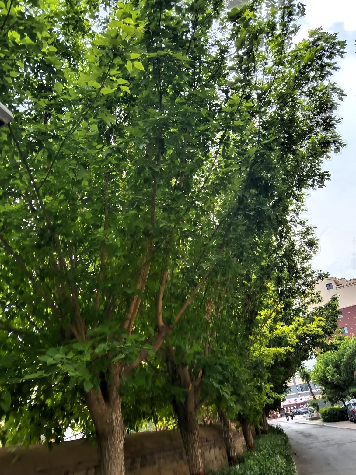 绿意盎然的街道，静谧的午后时光。🌿🍃阳光透过绿洒在地面上。