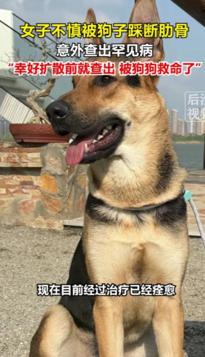 解释不清了！湖北武汉一只80斤的牧羊犬，突然跳到25岁女主人身上，把她踩骨折了，