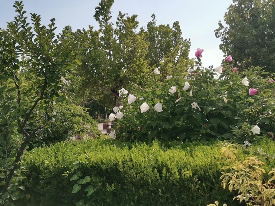 从春天到夏天，公园都有盛开的鲜花。
不得不佩服，园林人真的很厉害！
公园里拍的花