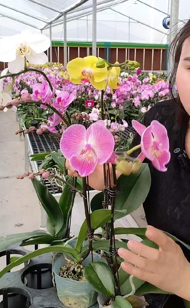 有些主播把人当傻子，599元的四件套，上错链接99卖，会有人买吗？

无意刷到一