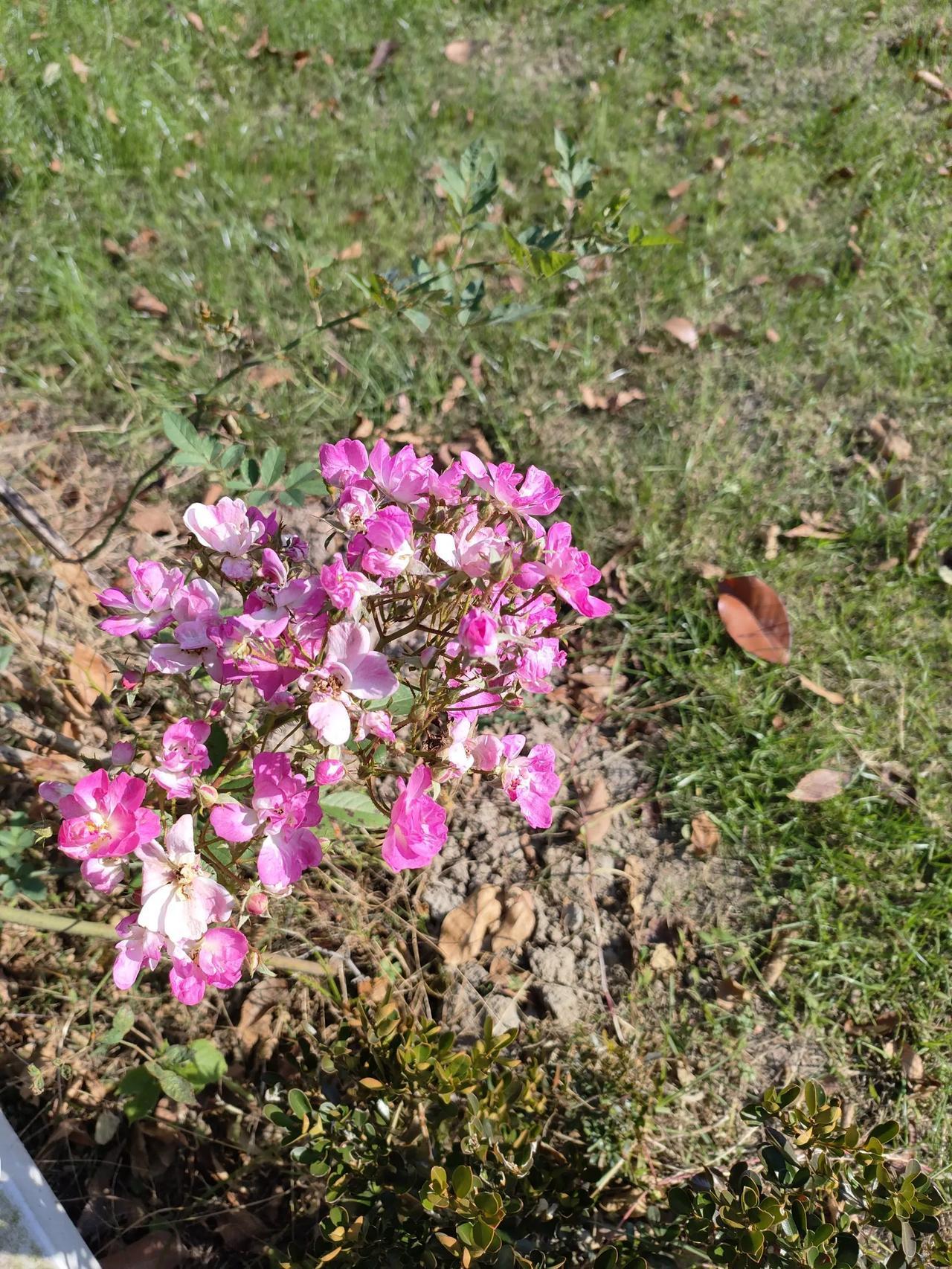 蔷薇花