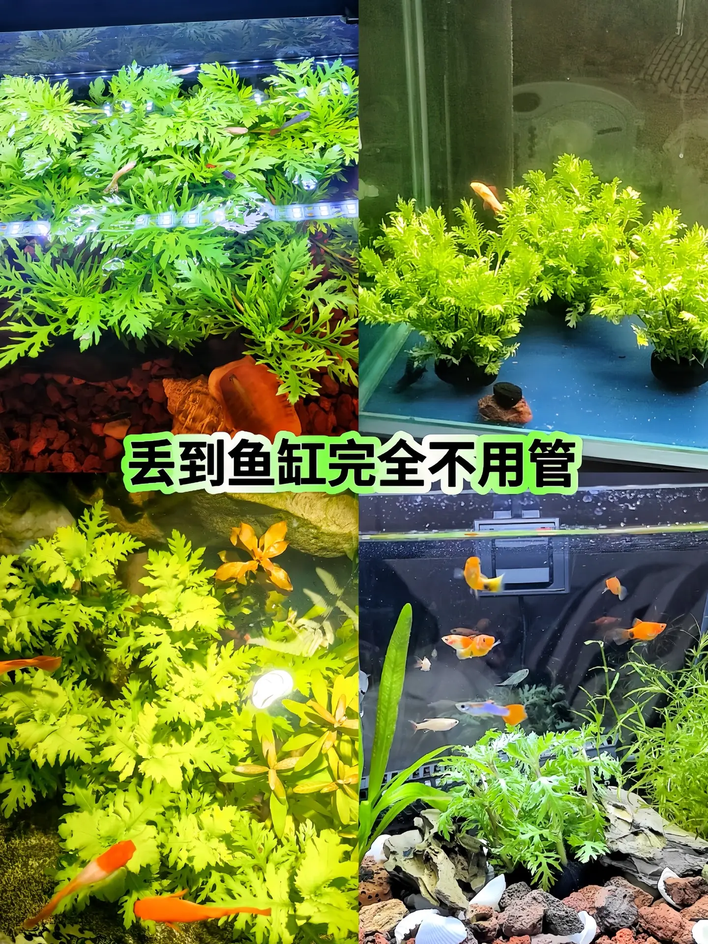 有了这款净水神器 水罗兰，鱼缸不用天天换水了 ，生命力特别旺盛，生长速...