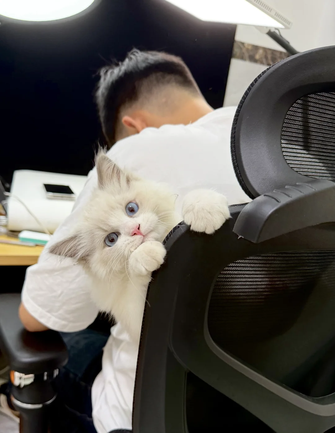 第一次养布偶猫应该注意些什么？