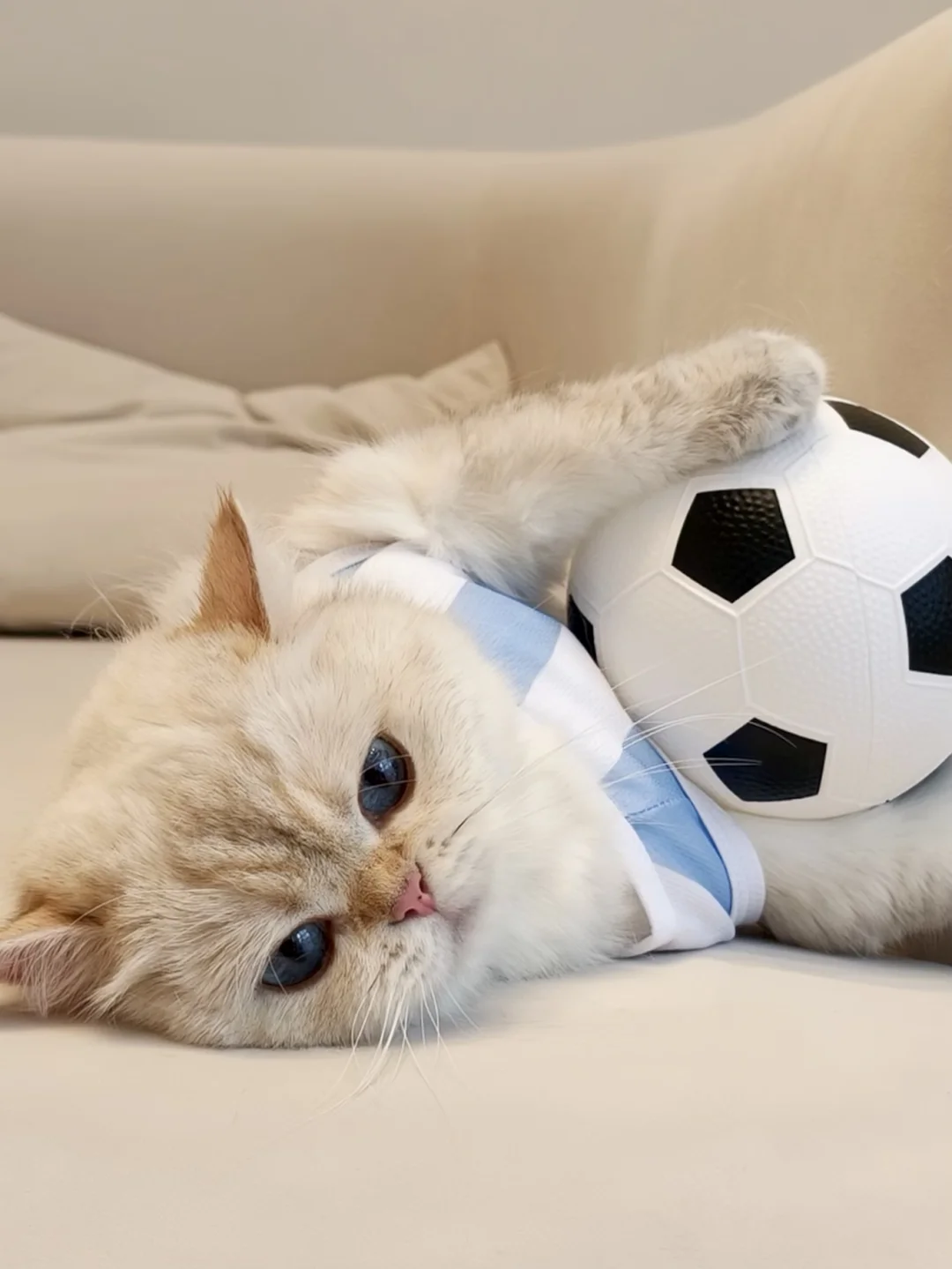 ⚽️小猫的足球梦，谁懂啊？