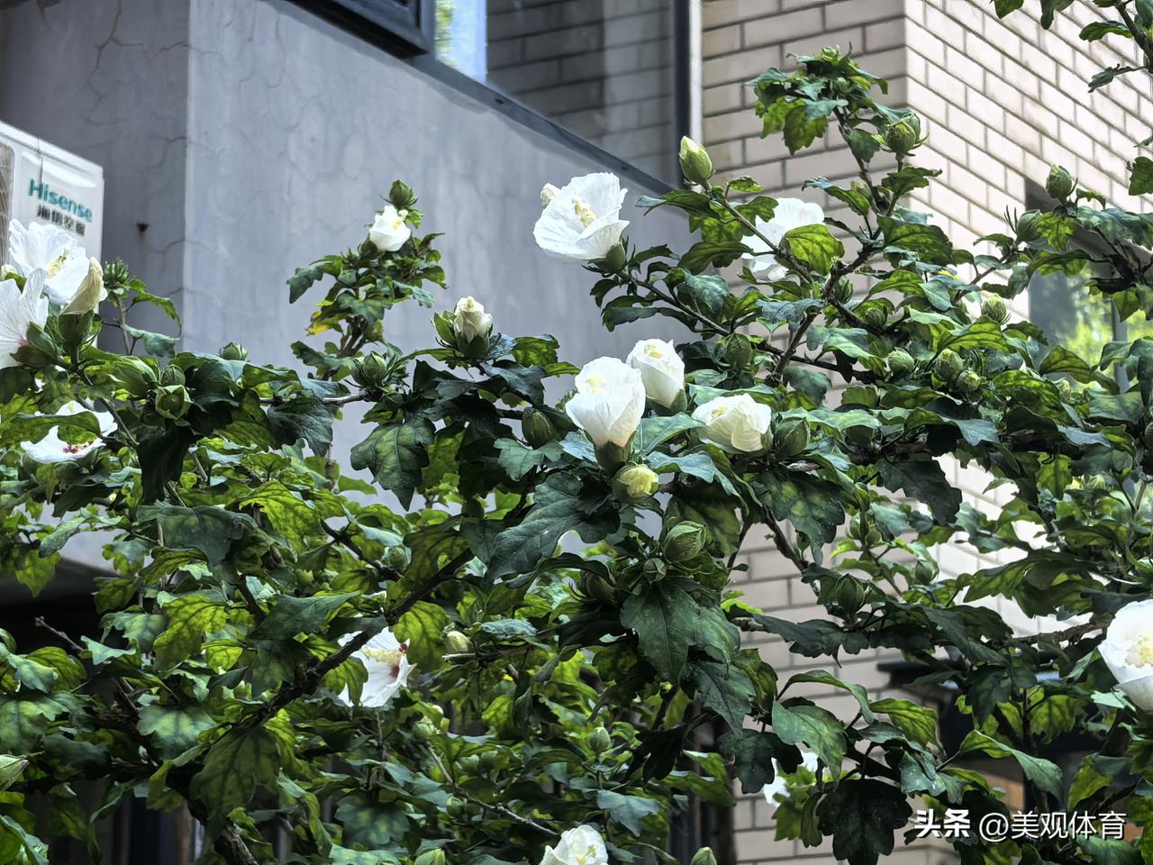 木槿花开