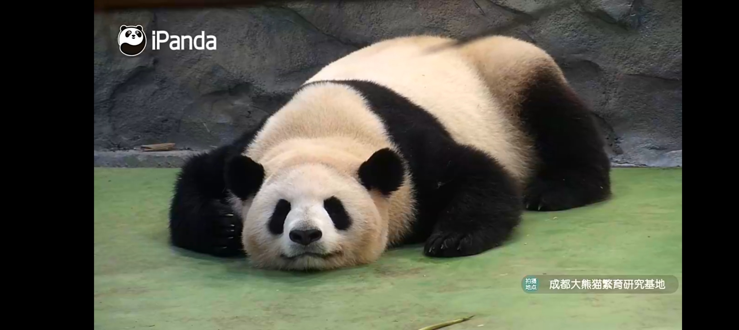 变成妈咪的模样 