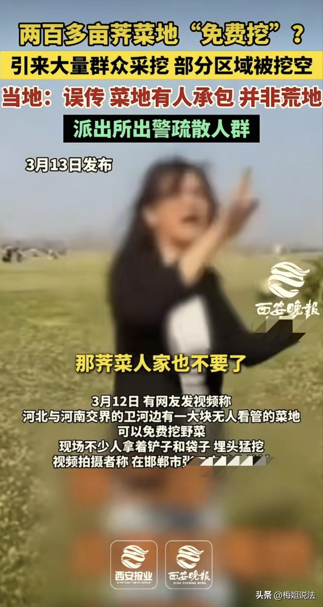 河南，菜农辛辛苦苦种植了200多亩的荠菜，自己还没来得及采摘，一个女子就传谣言，